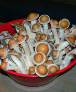 Penis Envy Mushrooms